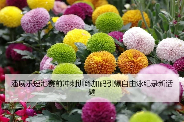 潘展乐短池赛前冲刺训练加码引爆自由泳纪录新话题
